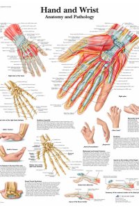 Plakāts – plaukstas un plaukstas locītavas anatomija