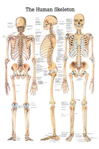 Ch3 Plakāts – mugurkauls no sāniem, priekšpuses un mugurpuses