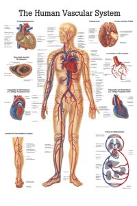 Ch6 Plakāts – asinsrites sistēma