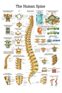 Ch7 Plakāts – mugurkauls un skriemeļi