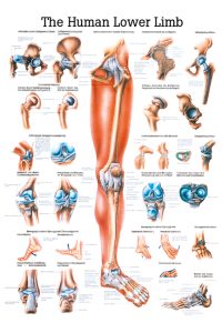 Ch8 Plakāts – apakšējās ekstremitātes un locītavas