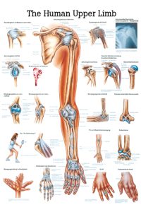 Ch13 Plakāts – augšējās ekstremitātes un locītavas, 70x100 cm
