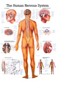 Ch5 Plakāts – nervu sistēma