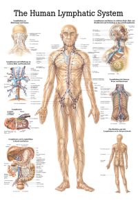 Ch9 Plakāts – limfātiskā sistēma