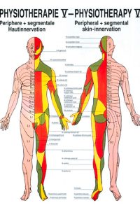 Plakāts – dermatomu zonas