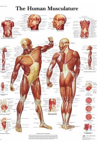 Anatomiskais muskuļu plakāts