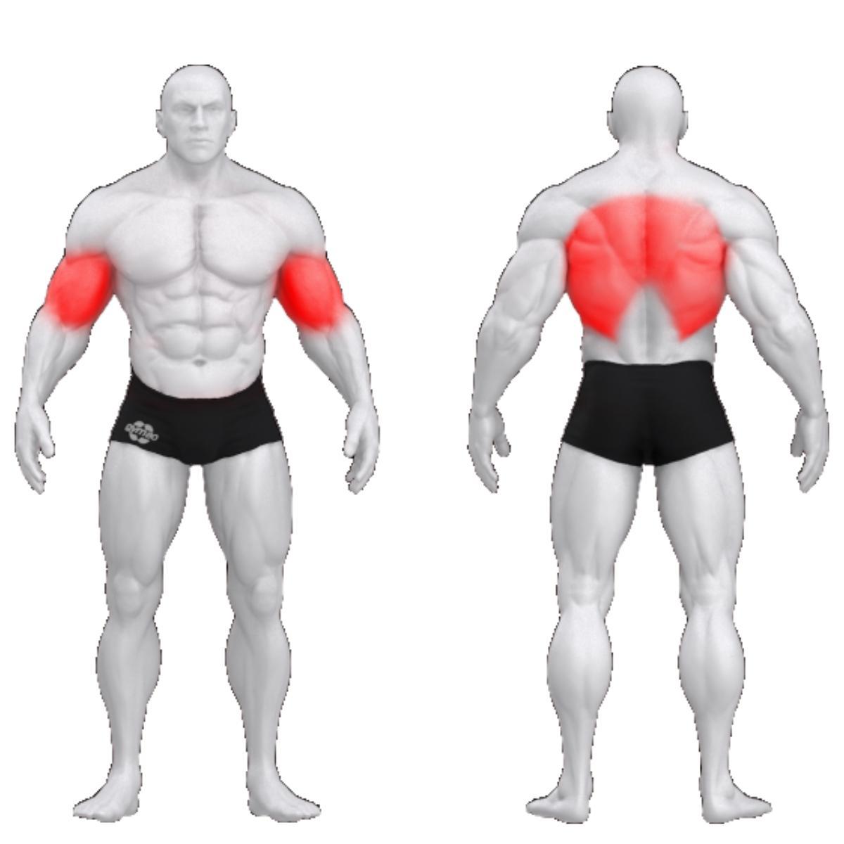 Gym80 trenažieris muguras muskuļiem