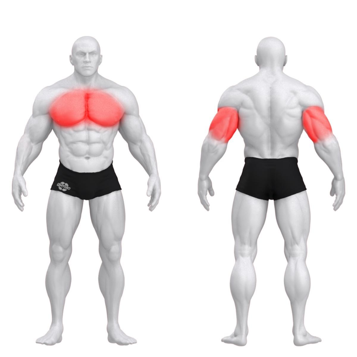 Gym80 Slīpais krūšu preses trenažieris, Sygnum Standard 02