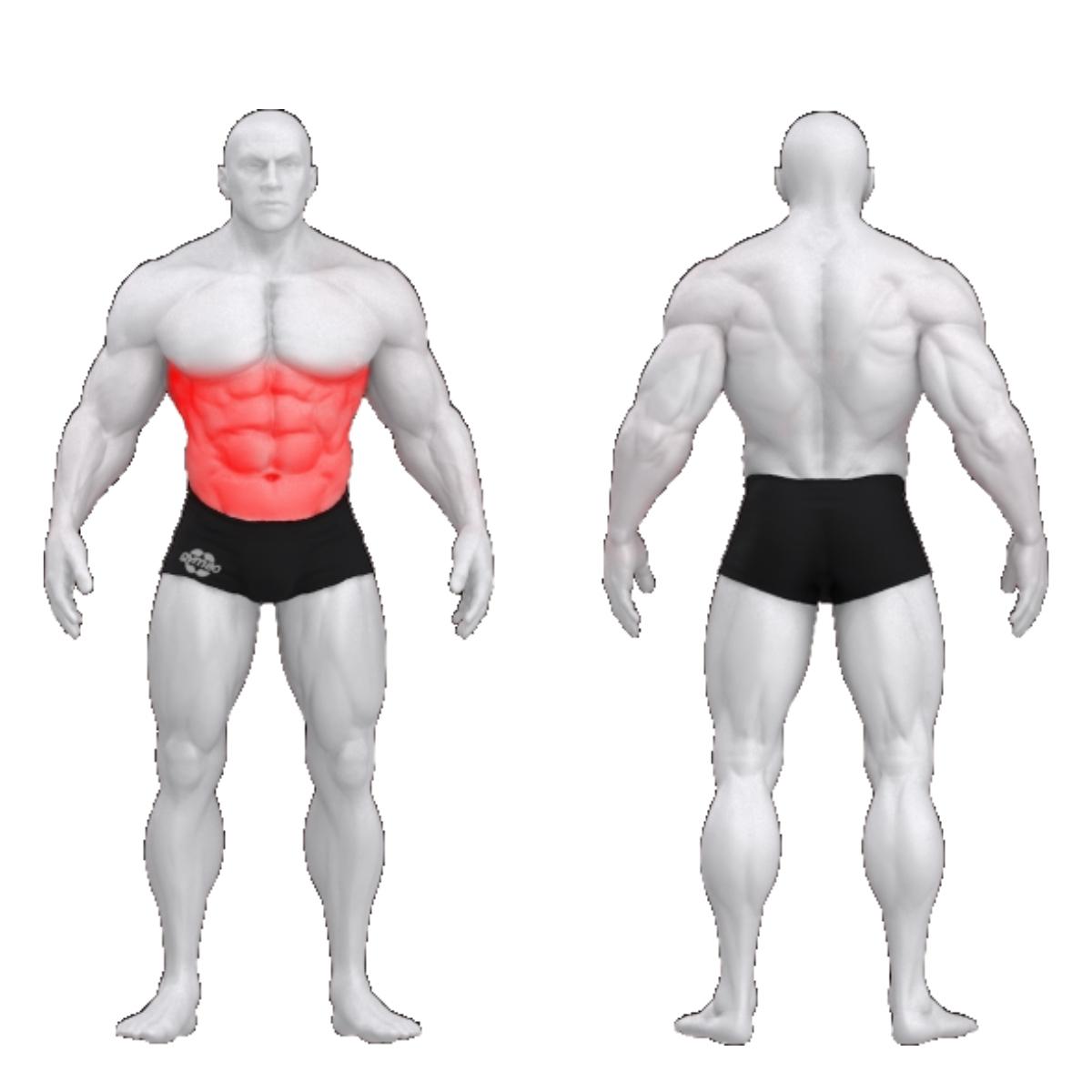 Gym80 Vēdera preses sols, Sygnum Basic-5