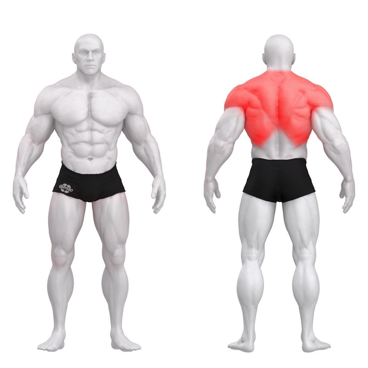 Gym80 Incline Row trenažieris, Sygnum Standard 3