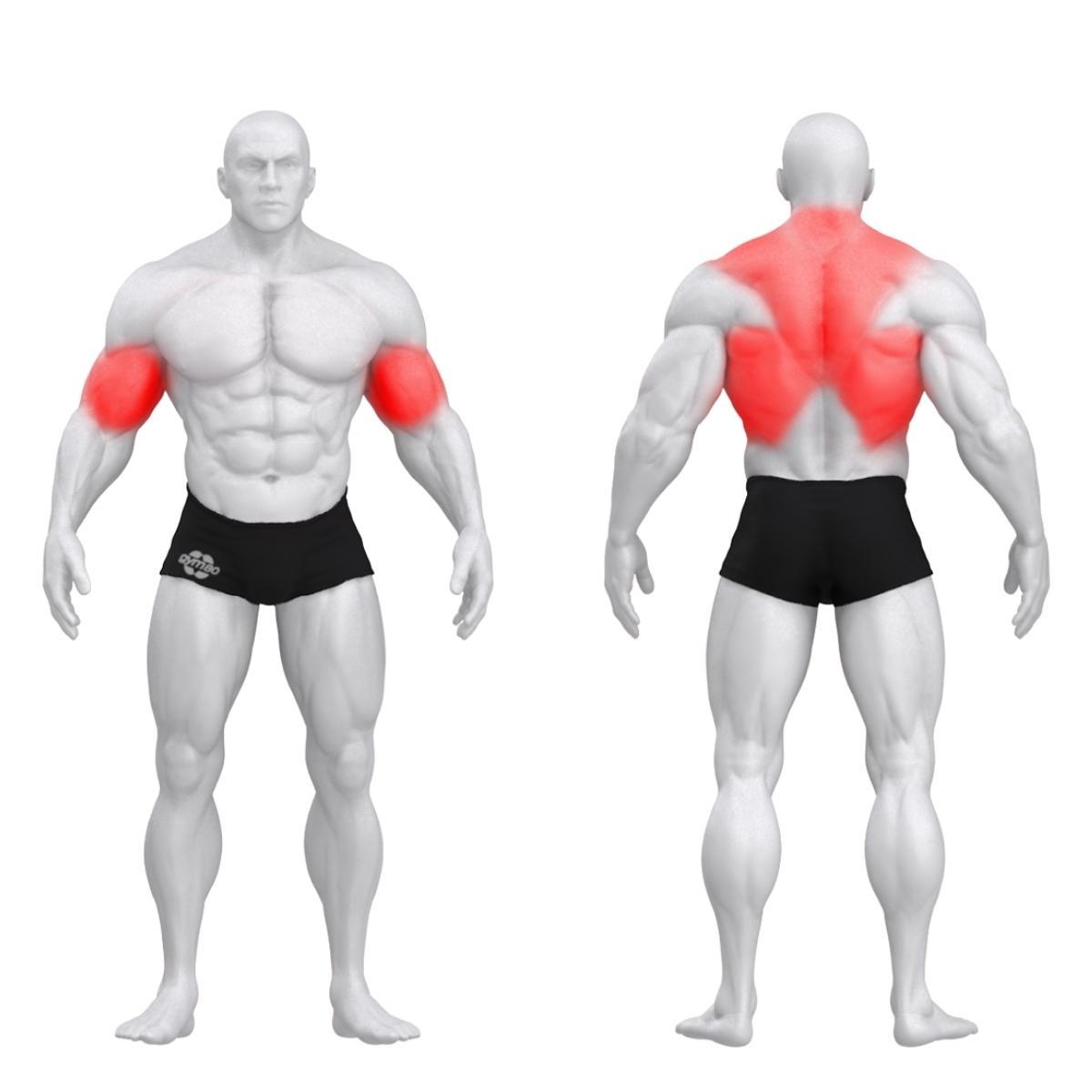 Gym80 Sygnum trenažieris muguras muskuļiem