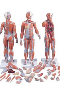 B55 Muskuļu figūra